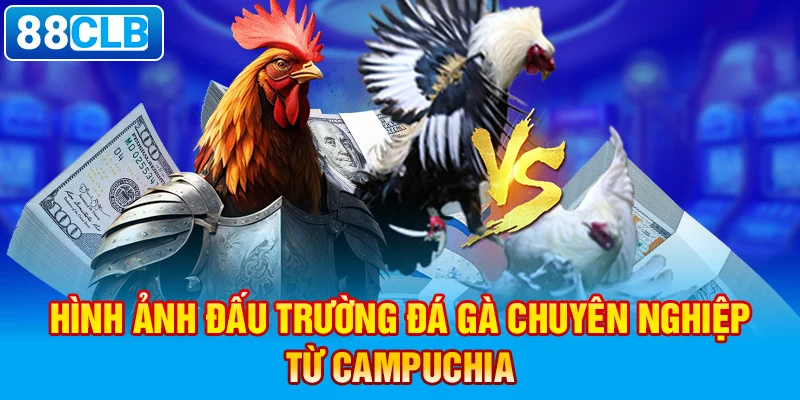 Nắm ngay các kinh nghiệm chơi đá gà Thomo