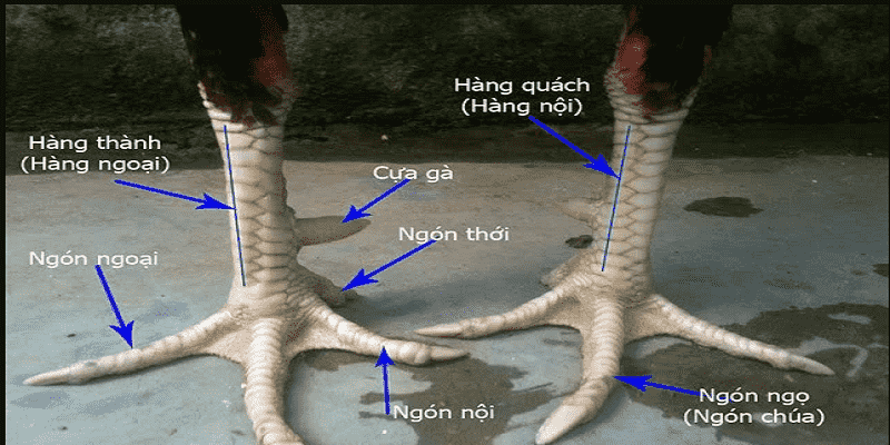 Khi xem vảy gà chọi cần lưu ý một số vấn đề